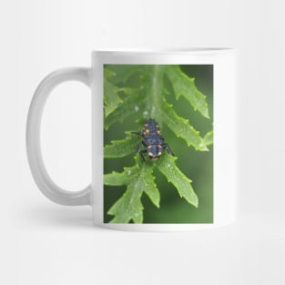 Larva of Coccinella septempunctata (seven-spotted ladybug) Mug